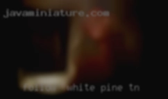 Follow White Pine, TN   me I'll text first.